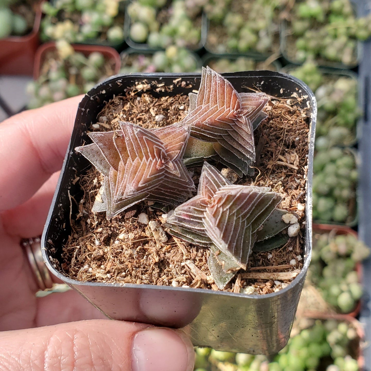 Crassula capitella 'Pagoda Village'
